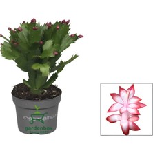 Garden Box Kırmızı Renk Yılbaşı Çiçeği Saksılı 10 - 15 cm 1 Adet Red Schlumbergera Truncata