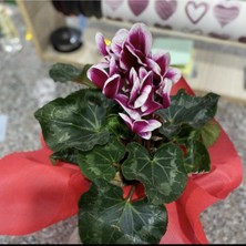 Garden Box Sıklamen Hediyelik Çiçek