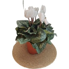Garden Box Sıklamen Çiçeği Beyaz - Cyclamen 20 - 30 cm Çiçekli Bodur Bitki