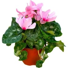 Garden Box Sıklamen Çiçeği Beyaz - Cyclamen 20 - 30 cm Çiçekli Bodur Bitki