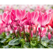 Garden Box Sıklamen Hediyelik Çiçek Hediyelik Çiçek