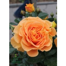 Garden Box Turuncu Renk Kokulu Bahçe Gülü 1 Adet Saksıda 30-50CM