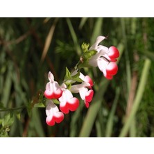 TNC Garden Groups Süs Adaçayı - Salvia Microphylla 'hot Lips' 3'lü Set
