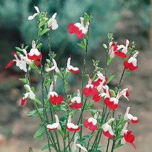 TNC Garden Groups Süs Adaçayı - Salvia Microphylla 'hot Lips' 3'lü Set