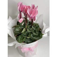 Garden Box Pembe Renk Sıklamen Çiçeği 1 Adet Kadınlar Günü Hediyesi