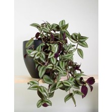 Garden Box Alacalı Mor Yapraklı 1 Adet Saksılı Salon Çiçeği 30-50CM