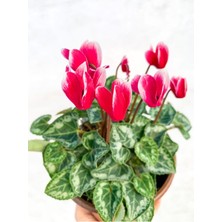 Garden Box Ebruli Cyclamen Çiçeği Saksıda Çiçekli Sıklamen Hediyelik Bitki