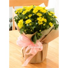 Garden Box Sevgililer Günü Hediyesi Sarı Renk Kasımpatı Çiçeği Hediye Paketli