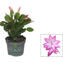 Garden Box Pembe Renk Yılbaşı Çiçeği Saksılı 10-15CM 1 Adet Schlumbergera Truncata