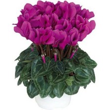 Garden Box Canlı Saksılı Fuşya Sıklamen Çiçeği Fidanı Hediyelik Bitki