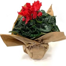 Garden Box Kırmızı Cyclamen Sıklamen Saksı Çiçeği 35 cm Çiçekli Bodur Bitki