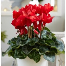 Garden Box Kırmızı Sıklamen Çiçeği / Tavşan Kulağı / Cyclamen