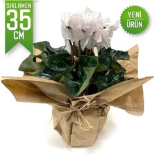 Garden Box Beyaz Cyclamen Sıklamen Saksı Çiçeği 35 cm Hediyelik Bitki