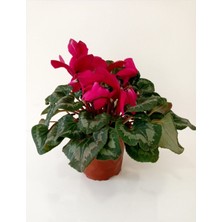 Garden Box Pembe Sıklamen Çiçeği Hediyelik Çiçek