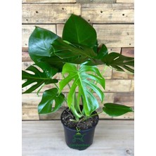 Garden Box Monstera Deliciosa Deve Tabanı 30-60CM