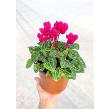 Garden Box Cyclamen Çiçeği Fuşya Saksıda Çiçekli Sıklamen