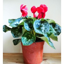 Garden Box Kırmızı Çiçekli Sıklamen Büyük Boy Cyclamen
