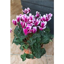 Garden Box Canlı Saksılı Ebruli Mor Sıklamen Çiçek Fidanı-Büyük Boy