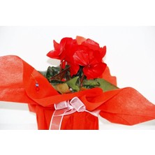 Garden Box Kırmızı Siklamen Çiçeği - Kadınlar Günü ve Özel Gün Hediyelik Çiçek