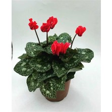 Garden Box Kırmızı Renkli Sıklamen Çiçeği Fidanı Canlı Çiçek Hediyelik