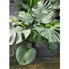 Garden Box Canlı Yapraklı Deve Tabanı Çiçeği Monstera Deliciosa 30-60CM