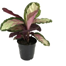 Betonish - Calathea Roseopicta 'Rosy' (Dua Çiçeği)