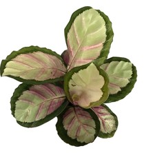 Betonish - Calathea Roseopicta 'Rosy' (Dua Çiçeği)