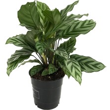 Betonish - Calathea Concinna 'Freddie' (Dua Çiçeği)