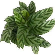 Betonish - Calathea Concinna 'Freddie' (Dua Çiçeği)