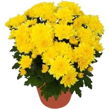 Isparta Gülü Canlı Buğday Sarı Kasımpatı Çiçeği Krizantem Chrysanthemum 10-20 cm