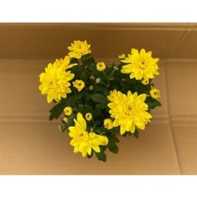 Isparta Gülü Canlı Buğday Sarı Kasımpatı Çiçeği Krizantem Chrysanthemum 10-20 cm