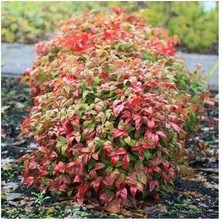 Tunç Botanik CENNET BAMBUSU 3 ADET - Nandina Domestica