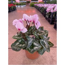 Garden Box Pembe Acem Sıklameni Hediyelik Salon Ofis Bitkisi 20-30 cm Salon Çiçeği