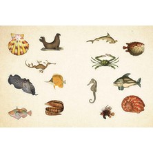 Cabinet Of Curiosities: Over 1,000 Curated Stickers From The Fascinating Collections Of The Smithson