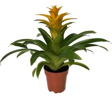 Betonish - Guzmania Lingulata 'Yellow' (Guzmanya)
