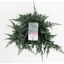 RosaDelAmore Yayılıcı Ardıç Juniperus Horizontalis Mavi - Blue Mint