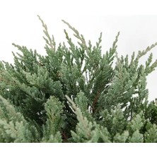 RosaDelAmore Yayılıcı Ardıç Juniperus Horizontalis Mavi - Blue Mint