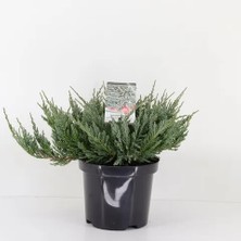 RosaDelAmore Yayılıcı Ardıç Juniperus Horizontalis Mavi - Blue Mint