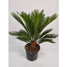 RosaDelAmore Cycas Sikas Palmiyesi  Premium Saksılı İç - Dış Mekan Bitkisi