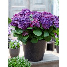 RosaDelAmore Ortanca Çiçeği Hydrangea Macrophylla Premium