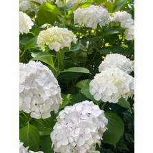 RosaDelAmore Ortanca Çiçeği Hydrangea Macrophylla Premium