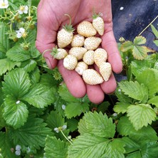 Tunç Botanik Beyaz Çilek Pineberry Fidesi 5 Adet