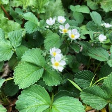 Tunç Botanik Beyaz Çilek Pineberry Fidesi 5 Adet