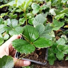 Tunç Botanik Beyaz Çilek Pineberry Fidesi 5 Adet