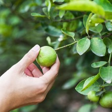 RosaDelAmore Citrus Limon Ağacı