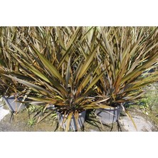 Tunç Botanik Phormium Tenax - Tropi̇K Saz Bi̇Tki̇Si̇ - Bordo Renkli