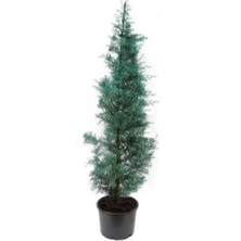 Bi Organix Life Store Cypress Sapling Mavi Servi Selvi Blue 50-100 cm