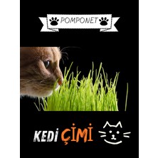 Trescol Pomponet Kedi Çimi  Organik Buğday 100 gr