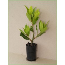Defne Fidanı 40-60 cm