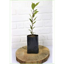 Defne Fidanı 40-60 cm